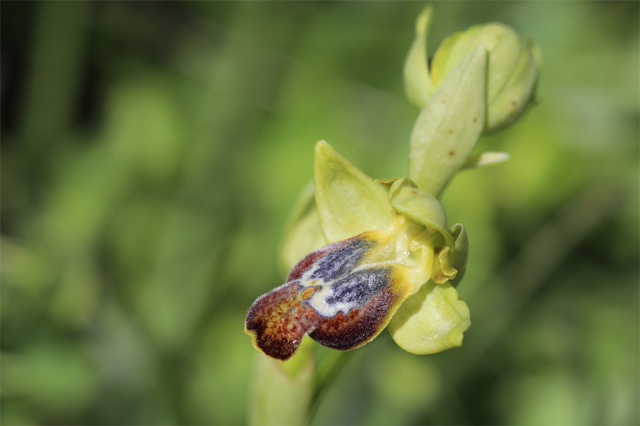 Ophrys caesiella da Sicilia